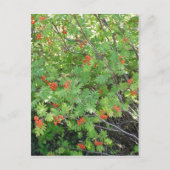 Deze boom heet Rowan in het Engels (wetenschappeli Briefkaart (Voorkant)