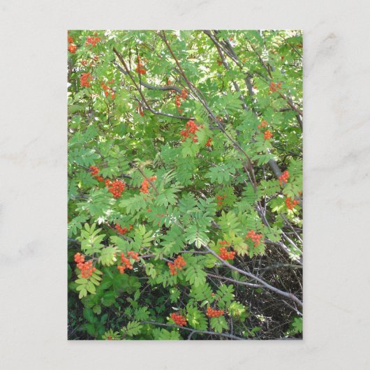 Deze boom heet Rowan in het Engels (wetenschappeli Briefkaart (Voorkant)