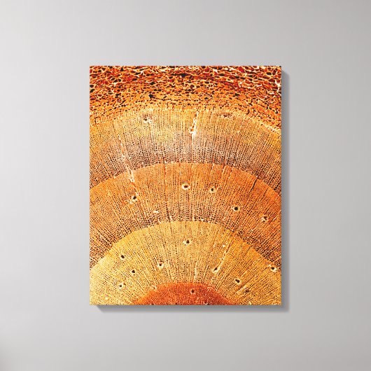 Deze dwarsdoorsnede van dennenhout shows de epider canvas afdruk (Voorkant)