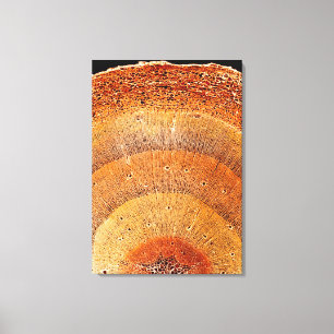 Deze dwarsdoorsnede van het dennenhout shows de ep canvas afdruk