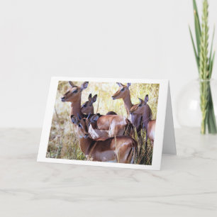 DEZE GROEP VAN DEER STUURT U BIRTHDAY WISHES KAART