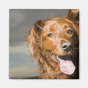 Deze hond is een deel gouden rekruut. magneet