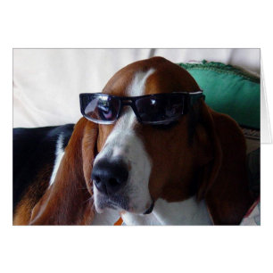 Deze hond is een kool kat