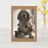 DEZE HOND IS KLAAR OM "GELUKKIGE VERJAARDAG" TE ZE KAART (Gele Bloem)