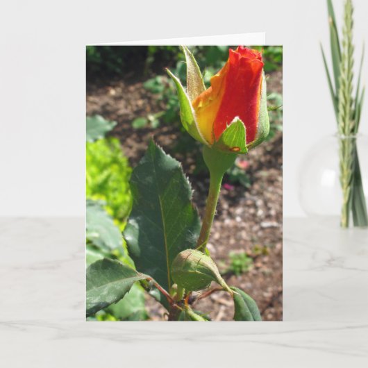 Deze Knop voor u Feestdagen Kaart (Voorkant)