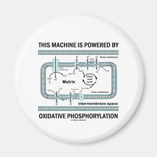 Deze machine aangedreven door oxidatieve fosforyle magneet (Voorkant)