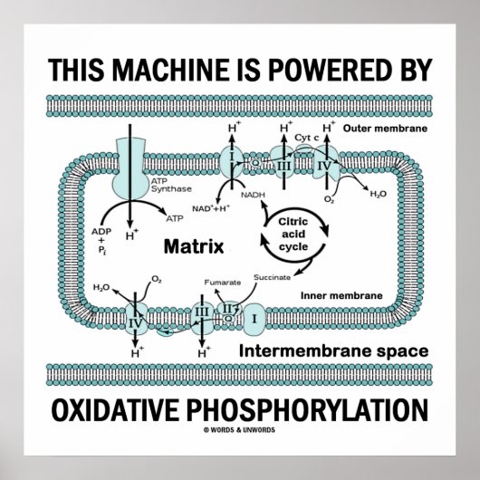 Deze machine aangedreven door oxidatieve fosforyle poster (Voorkant)