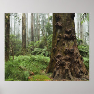 Deze opmerkelijke boom groeit in de Dandenong Poster