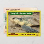 Deze zee schildpad dreigt te verdwijnen — postbode briefkaart (Voorkant / Achterkant)
