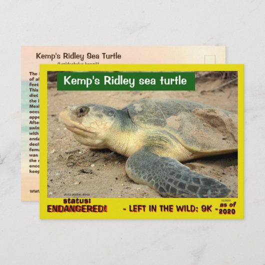 Deze zee schildpad dreigt te verdwijnen — postbode briefkaart (Voorkant / Achterkant)