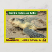 Deze zee schildpad dreigt te verdwijnen — postbode briefkaart (Voorkant)