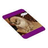 Dezi bidt magneet (Rechterzijde)