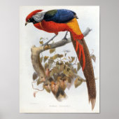 DG Elliot - Hybride fazant Portfolio Poster (Voorkant)