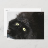 Diabola The Devil's Cat Briefkaart (Voorkant / Achterkant)