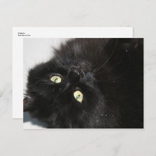 Diabola The Devil's Cat Briefkaart (Voorkant / Achterkant)