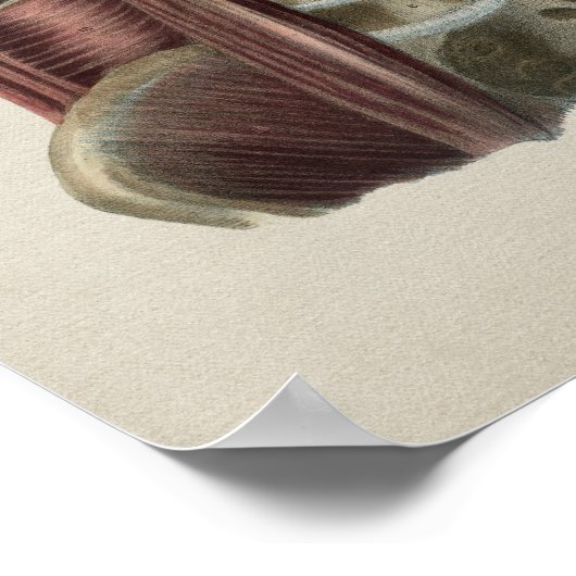 Diafragmus Humaan Anatomie  afdrukken Poster (Hoek)