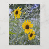 Diagonaal Zonnebloemen Briefkaart (Voorkant)