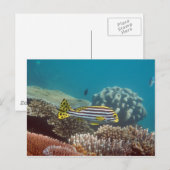 diagonaalgordellip (Plectorhinchus lineatus) Briefkaart (Voorkant / Achterkant)