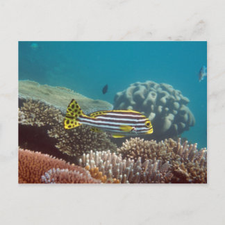 diagonaalgordellip (Plectorhinchus lineatus) Briefkaart