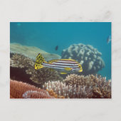 diagonaalgordellip (Plectorhinchus lineatus) Briefkaart (Voorkant)