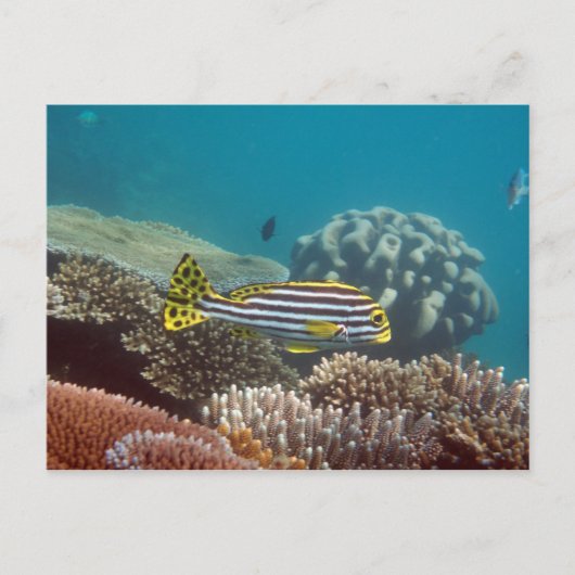 diagonaalgordellip (Plectorhinchus lineatus) Briefkaart (Voorkant)