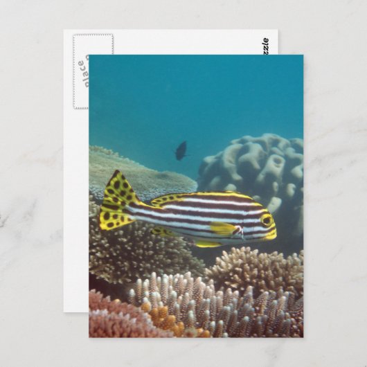 Diagonale Gestreepte Sweetlip (lineatus Briefkaart (Voorkant / Achterkant)