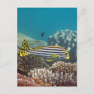 Diagonale Gestreepte Sweetlip (lineatus Briefkaart