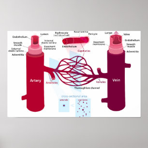Diagram bloedvaten met slagaders, aders en haarvat poster