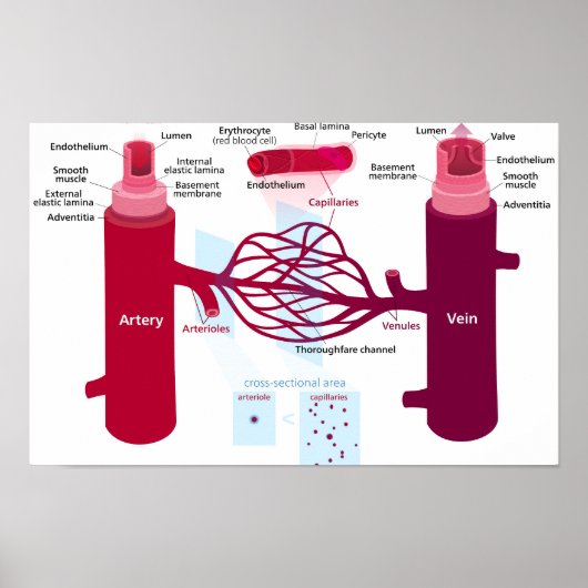 Diagram bloedvaten met slagaders, aders en haarvat poster (Voorkant)