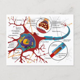 Diagram compleet neuron cel zenuw zenuwstelsel  briefkaart