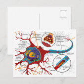 Diagram compleet neuron cel zenuw zenuwstelsel briefkaart (Voorkant / Achterkant)