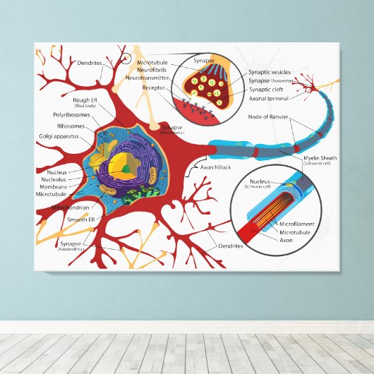 Diagram compleet neuron cel zenuw zenuwstelsel canvas afdruk (Insitu (Houten vloer))