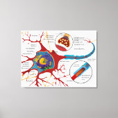Diagram compleet neuron cel zenuw zenuwstelsel canvas afdruk (Voorkant)