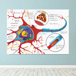 Diagram compleet neuron cel zenuw zenuwstelsel canvas afdruk