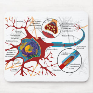 Diagram compleet neuron cel zenuw zenuwstelsel muismat