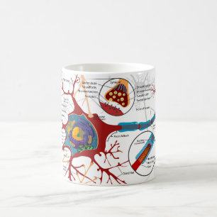 Diagram Complete Neuron Cel Zenuw Zenuwstelsel Koffiemok