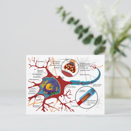 Diagram Complete Neuron Cell Nerve Nervous System  Briefkaart (Staand voorkant)