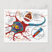 Diagram Complete Neuron Cell Nerve Nervous System Briefkaart (Voorkant)