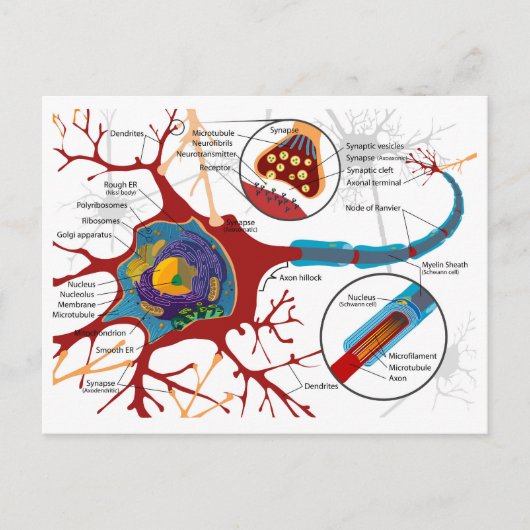 Diagram Complete Neuron Cell Nerve Nervous System Briefkaart (Voorkant)
