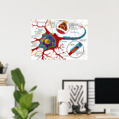 Diagram Complete Neuron Cell Nerve Nervous System  Poster (Thuiskantoor)