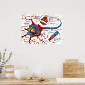 Diagram Complete Neuron Cell Nerve Nervous System  Poster (Keuken)