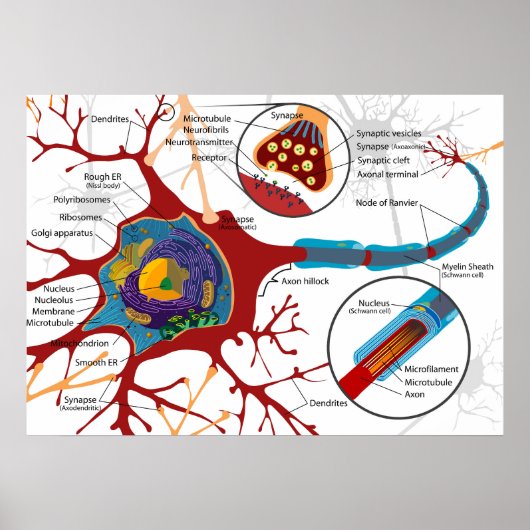 Diagram Complete Neuron Cell Nerve Nervous System  Poster (Voorkant)