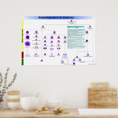 Diagram Hematopoëse bij de mens Stem Cells Poster (Keuken)