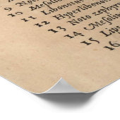  diagram Roos (1664) Poster (Hoek)