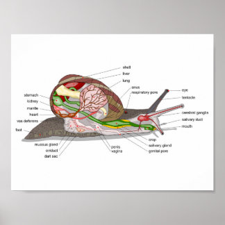 Diagram slak Helix aspersa gespleten orgaan  Poster