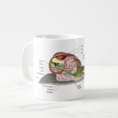 Diagram snail Helix aspersa split-sectioned organ  Koffiemok (Voorkant links)