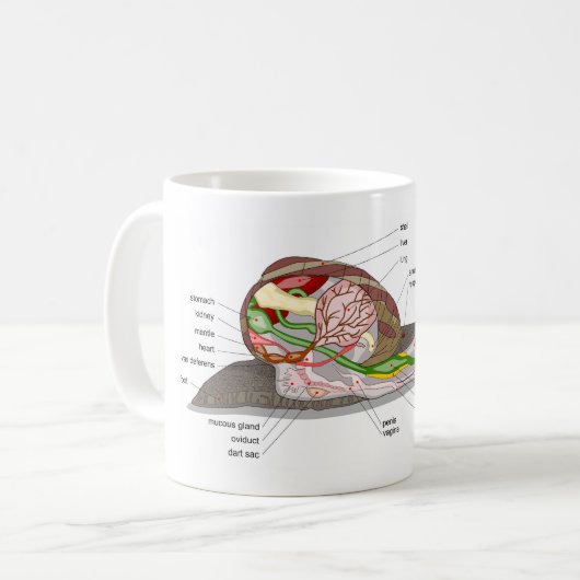 Diagram snail Helix aspersa split-sectioned organ  Koffiemok (Voorkant links)
