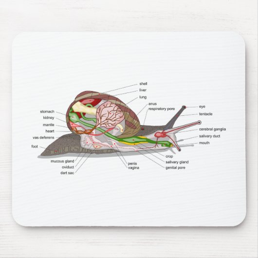Diagram snail Helix aspersa split-sectioned organ  Muismat (Voorkant)