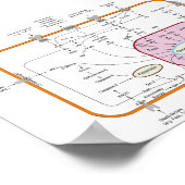 Diagram van celgen signaaltransductiepaden poster (Hoek)
