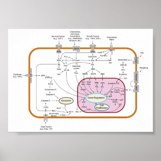 Diagram van celgen signaaltransductiepaden poster (Voorkant)